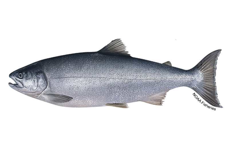 Illustration of a silver (coho) salmon, side view
